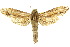  ( - 10ANIC-09441)  @15 [ ] CreativeCommons - Attribution (2010) CBG Photography Group Centre for Biodiversity Genomics
