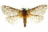  ( - 10ANIC-09479)  @15 [ ] CreativeCommons - Attribution (2010) CBG Photography Group Centre for Biodiversity Genomics