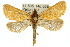  (Jeana robiginosa - 10ANIC-09504)  @15 [ ] CreativeCommons - Attribution (2010) CBG Photography Group Centre for Biodiversity Genomics