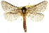  ( - 10ANIC-09505)  @15 [ ] CreativeCommons - Attribution (2010) CBG Photography Group Centre for Biodiversity Genomics