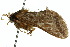  ( - 10ANIC-09506)  @11 [ ] CreativeCommons - Attribution (2010) CBG Photography Group Centre for Biodiversity Genomics