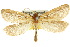  (Fraus linogyna - 10ANIC-09585)  @15 [ ] CreativeCommons - Attribution (2010) CBG Photography Group Centre for Biodiversity Genomics