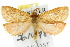  ( - 10ANIC-09619)  @11 [ ] CreativeCommons - Attribution (2010) CBG Photography Group Centre for Biodiversity Genomics