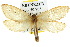  ( - 10ANIC-09621)  @13 [ ] CreativeCommons - Attribution (2010) CBG Photography Group Centre for Biodiversity Genomics