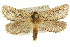  (Fraus simulans - 10ANIC-09625)  @15 [ ] CreativeCommons - Attribution (2010) CBG Photography Group Centre for Biodiversity Genomics