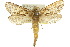  ( - 10ANIC-09659)  @15 [ ] CreativeCommons - Attribution (2010) CBG Photography Group Centre for Biodiversity Genomics
