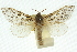  (Abantiades sericatus - 10ANIC-09694)  @15 [ ] CreativeCommons - Attribution (2010) CBG Photography Group Centre for Biodiversity Genomics