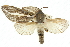  ( - 10ANIC-09723)  @14 [ ] CreativeCommons - Attribution (2010) CBG Photography Group Centre for Biodiversity Genomics