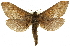  ( - 10ANIC-09794)  @11 [ ] CreativeCommons - Attribution (2010) CBG Photography Group Centre for Biodiversity Genomics