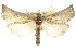  (Styphlolepis delopasta - 10ANIC-09812)  @15 [ ] CreativeCommons - Attribution (2010) CBG Photography Group Centre for Biodiversity Genomics