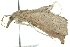  ( - 10ANIC-09813)  @14 [ ] CreativeCommons - Attribution (2010) CBG Photography Group Centre for Biodiversity Genomics