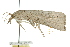  ( - 10ANIC-09814)  @14 [ ] CreativeCommons - Attribution (2010) CBG Photography Group Centre for Biodiversity Genomics