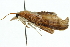  ( - 10ANIC-09820)  @12 [ ] CreativeCommons - Attribution (2010) CBG Photography Group Centre for Biodiversity Genomics