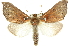  (Styphlolepis leucosticta - 10ANIC-09827)  @15 [ ] CreativeCommons - Attribution (2010) CBG Photography Group Centre for Biodiversity Genomics