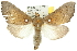  ( - 10ANIC-09828)  @15 [ ] CreativeCommons - Attribution (2010) CBG Photography Group Centre for Biodiversity Genomics
