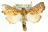 ( - 10ANIC-09834)  @14 [ ] CreativeCommons - Attribution (2010) CBG Photography Group Centre for Biodiversity Genomics