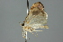  ( - 10ANIC-09841)  @12 [ ] CreativeCommons - Attribution (2010) CBG Photography Group Centre for Biodiversity Genomics