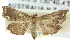  (Eugauria sp. ANIC3 - 10ANIC-09877)  @14 [ ] CreativeCommons - Attribution (2010) CBG Photography Group Centre for Biodiversity Genomics
