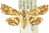  (Ambia - 10ANIC-09089)  @15 [ ] CreativeCommons - Attribution (2010) CBG Photography Group Centre for Biodiversity Genomics