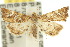  ( - 10ANIC-09101)  @15 [ ] CreativeCommons - Attribution (2010) CBG Photography Group Centre for Biodiversity Genomics