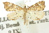  ( - 10ANIC-09102)  @14 [ ] CreativeCommons - Attribution (2010) CBG Photography Group Centre for Biodiversity Genomics
