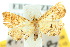  ( - 10ANIC-09108)  @14 [ ] CreativeCommons - Attribution (2010) CBG Photography Group Centre for Biodiversity Genomics