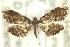  ( - 10ANIC-09113)  @12 [ ] CreativeCommons - Attribution (2010) CBG Photography Group Centre for Biodiversity Genomics