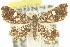  (Baeoptila - 10ANIC-09119)  @15 [ ] CreativeCommons - Attribution (2010) CBG Photography Group Centre for Biodiversity Genomics