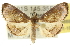  (Hemiscopis violacea - 10ANIC-09888)  @15 [ ] CreativeCommons - Attribution (2010) CBG Photography Group Centre for Biodiversity Genomics