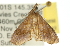  ( - 10ANIC-09890)  @13 [ ] CreativeCommons - Attribution (2010) CBG Photography Group Centre for Biodiversity Genomics