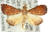  (Hydrorybina - 10ANIC-09894)  @15 [ ] CreativeCommons - Attribution (2010) CBG Photography Group Centre for Biodiversity Genomics