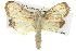  ( - 10ANIC-09901)  @14 [ ] CreativeCommons - Attribution (2010) CBG Photography Group Centre for Biodiversity Genomics
