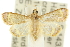  (Clupeosoma - 10ANIC-09903)  @15 [ ] CreativeCommons - Attribution (2010) CBG Photography Group Centre for Biodiversity Genomics