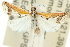  ( - 10ANIC-09951)  @11 [ ] CreativeCommons - Attribution (2010) CBG Photography Group Centre for Biodiversity Genomics