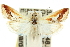  (Canuza sp. ANIC4 - 10ANIC-09953)  @15 [ ] CreativeCommons - Attribution (2010) CBG Photography Group Centre for Biodiversity Genomics