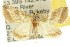  (Canuza sp. ANIC7 - 10ANIC-09960)  @15 [ ] CreativeCommons - Attribution (2010) CBG Photography Group Centre for Biodiversity Genomics