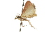  ( - 10ANIC-09980)  @13 [ ] CreativeCommons - Attribution (2010) CBG Photography Group Centre for Biodiversity Genomics