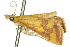  ( - 10ANIC-10000)  @14 [ ] CreativeCommons - Attribution (2010) CBG Photography Group Centre for Biodiversity Genomics