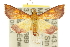  (Pyrausta ignealis - 10ANIC-10004)  @15 [ ] CreativeCommons - Attribution (2010) CBG Photography Group Centre for Biodiversity Genomics