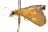  ( - 10ANIC-10005)  @12 [ ] CreativeCommons - Attribution (2010) CBG Photography Group Centre for Biodiversity Genomics