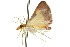  ( - 10ANIC-10006)  @14 [ ] CreativeCommons - Attribution (2010) CBG Photography Group Centre for Biodiversity Genomics