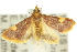  ( - 10ANIC-10011)  @14 [ ] CreativeCommons - Attribution (2010) CBG Photography Group Centre for Biodiversity Genomics