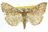 (Lamprophaia - 10ANIC-10069)  @15 [ ] CreativeCommons - Attribution (2010) CBG Photography Group Centre for Biodiversity Genomics