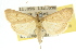  ( - 10ANIC-10079)  @14 [ ] CreativeCommons - Attribution (2010) CBG Photography Group Centre for Biodiversity Genomics