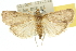  (Achyra serrulata - 10ANIC-10080)  @11 [ ] CreativeCommons - Attribution (2010) CBG Photography Group Centre for Biodiversity Genomics