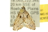  (Otiophora clavifera - 10ANIC-10123)  @13 [ ] CreativeCommons - Attribution (2010) CBG Photography Group Centre for Biodiversity Genomics