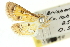  ( - 10ANIC-10155)  @11 [ ] CreativeCommons - Attribution (2010) CBG Photography Group Centre for Biodiversity Genomics