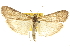  ( - 10ANIC-10163)  @14 [ ] CreativeCommons - Attribution (2010) CBG Photography Group Centre for Biodiversity Genomics