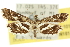  (Diasemiopsis - 10ANIC-10177)  @14 [ ] CreativeCommons - Attribution (2010) CBG Photography Group Centre for Biodiversity Genomics