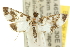  ( - 10ANIC-10194)  @14 [ ] CreativeCommons - Attribution (2010) CBG Photography Group Centre for Biodiversity Genomics
